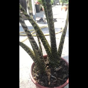 Alocasia zebrina