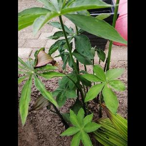 Arisaema consanguineum