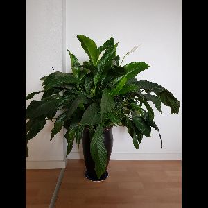 Spathiphyllum wallisii