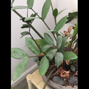 Zamioculcas zamiifolia