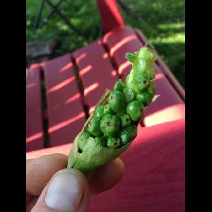 Arum maculatum