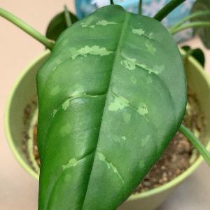Aglaonema commutatum