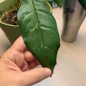 Aglaonema commutatum