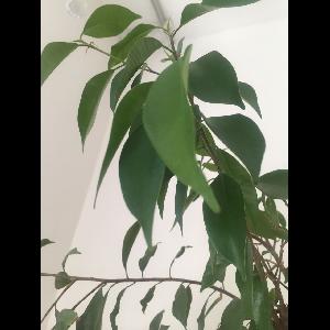 Ficus microcarpa