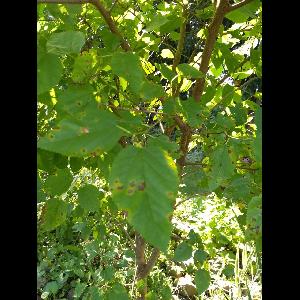 Morus alba