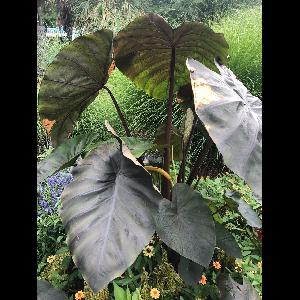 Colocasia esculenta