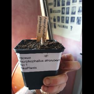 Amorphophallus atrorubens