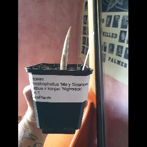 Amorphophallus 'Mary Sizemore'