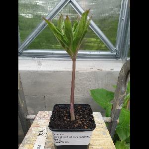 Amorphophallus vogelianus