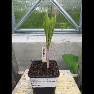 Amorphophallus atrorubens