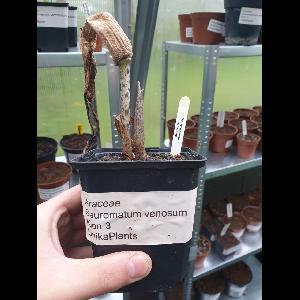 Sauromatum venosum