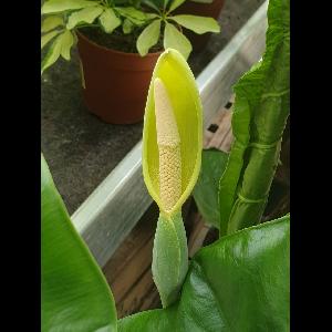 Alocasia macrorrhizos