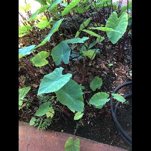 Colocasia esculenta