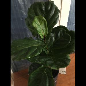 Ficus lyrata