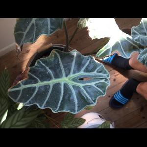 Alocasia mortfontanensis