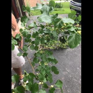 Morus alba