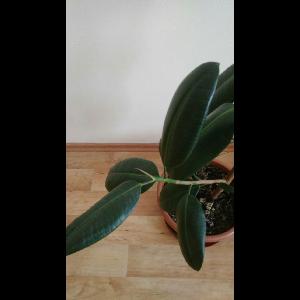 Ficus elastica
