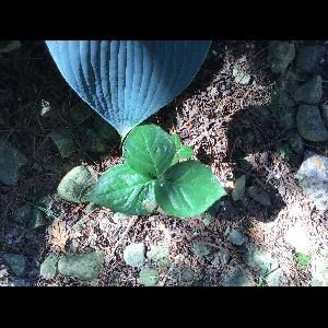 Arisaema triphyllum