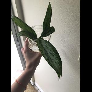 Aglaonema commutatum