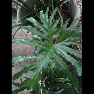 Philodendron bipinnatifidum