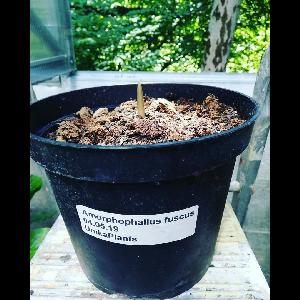 Amorphophallus fuscus