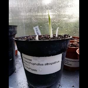 Amorphophallus albispathus