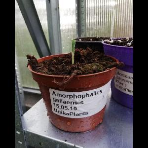 Amorphophallus gallaensis