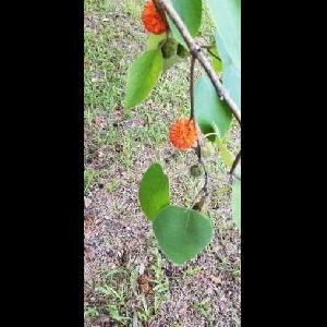 Broussonetia papyrifera