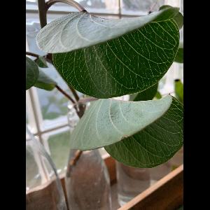 Ficus benghalensis