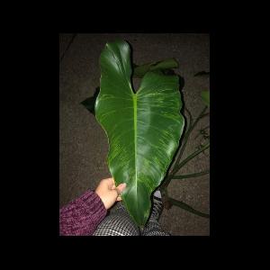 Philodendron erubescens