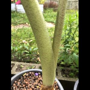 Alocasia 'Portora'