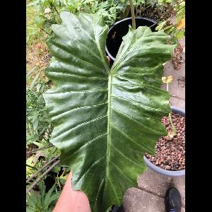 Alocasia 'Portora'
