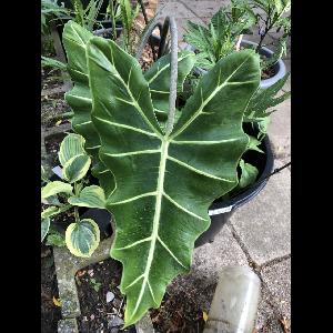 Alocasia 'Sarian'
