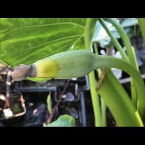 Alocasia 'Calidora'