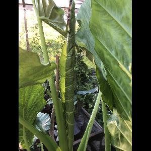 Alocasia 'Calidora'