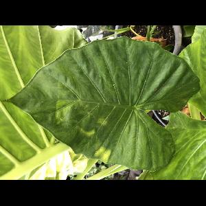 Alocasia 'Calidora'