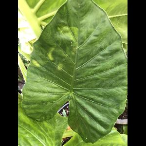Alocasia 'Calidora'