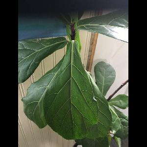 Ficus lyrata