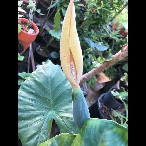 Alocasia 'Calidora'