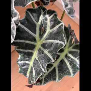Alocasia x amazonica