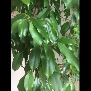 Ficus benjamina