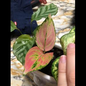 Caladium bicolor