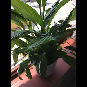 Spathiphyllum cochlearispathum
