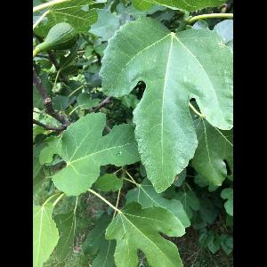 Ficus carica