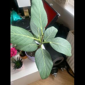 Ficus benghalensis