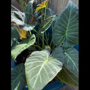 Alocasia micholitziana