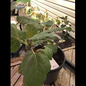 Ficus carica