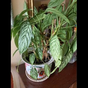 Aglaonema commutatum