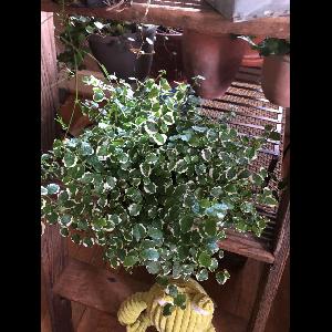 Ficus pumila