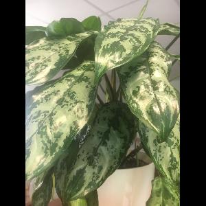 Aglaonema commutatum